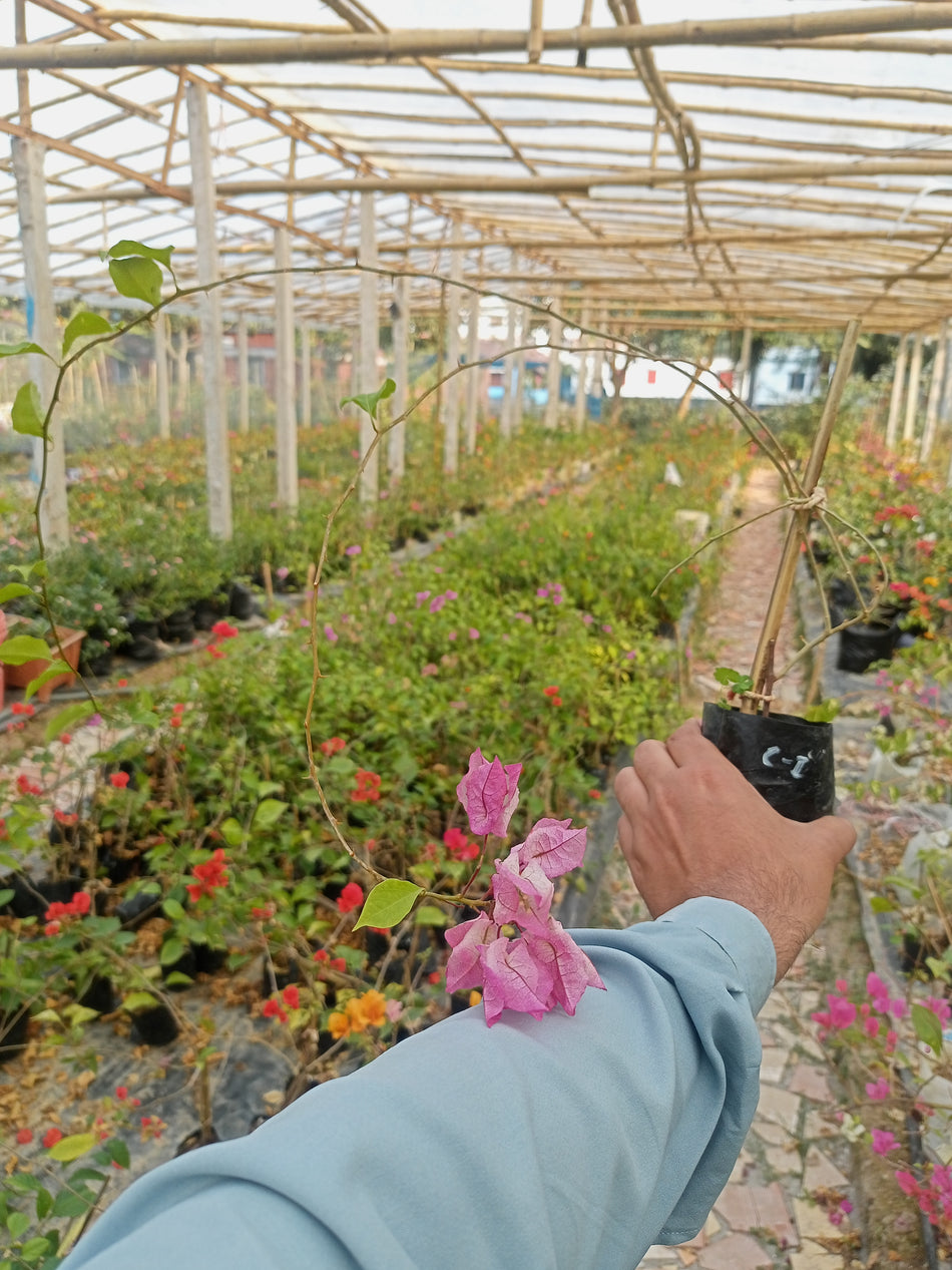 চিলি আইসক্রিম বাগানবিলাস | Chilli Ice Cream Bougainvillea | High Blooming Bougainvillea | ১২ মাসি বাগানবিলাস