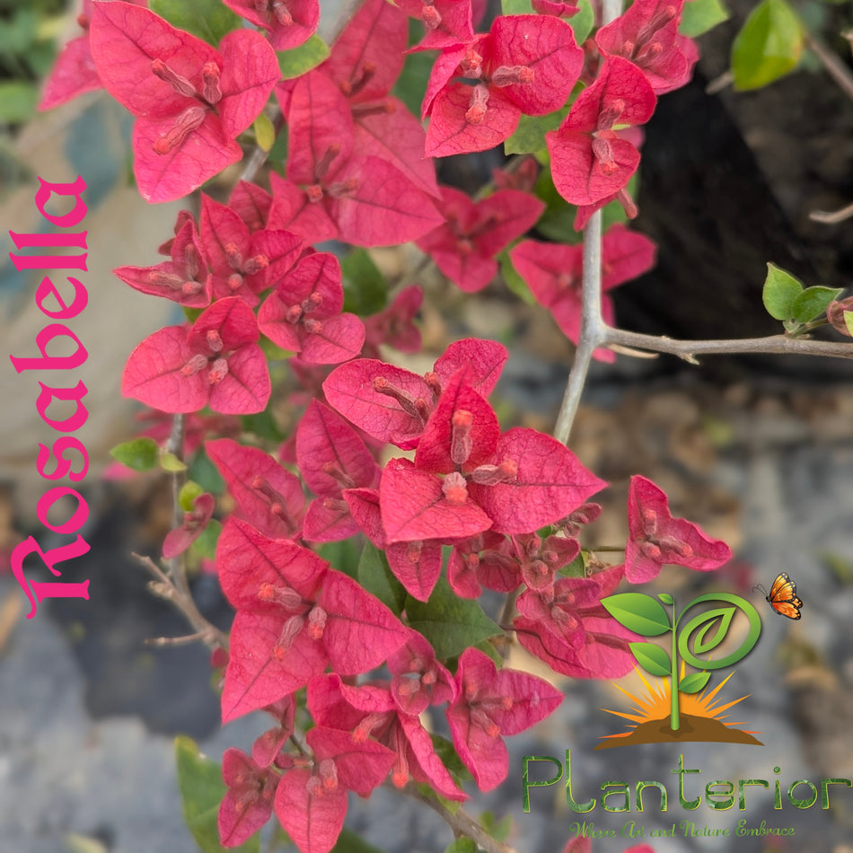 রোজাবেলা বাগানবিলাস | Rosabella Baganbilash Grafted Rare Verity |  Rosabella Bougainvillea