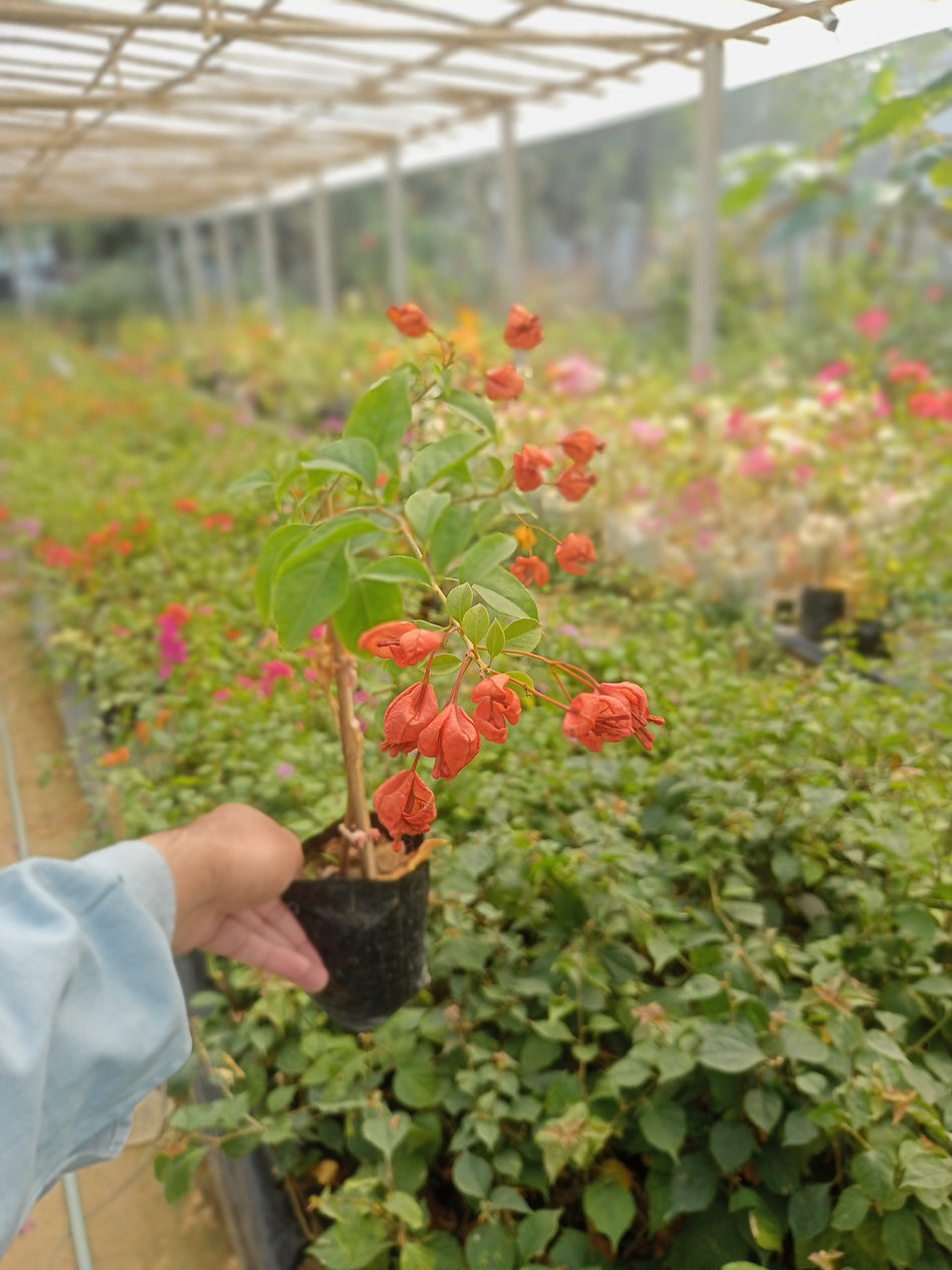ট্যাংলং অরেঞ্জ বাগানবিলাস | Tanglong Orange Bougainvillea | Tanglong Orange Baganbilash
