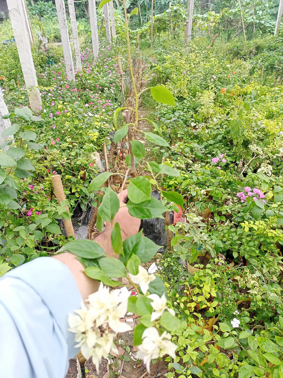 চেরি ব্লসম বাগানবিলাস | Cherry Blossom Bougainvillea | High & Repeated Blooming Bougainvillea