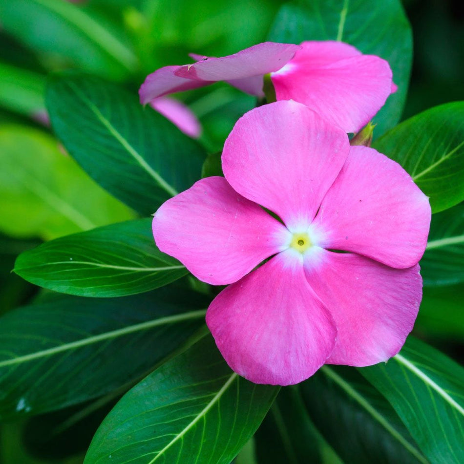 নয়নতারা পিংক - 1 | Nayantara Flower Pink | Madagascar Periwinkle Plant