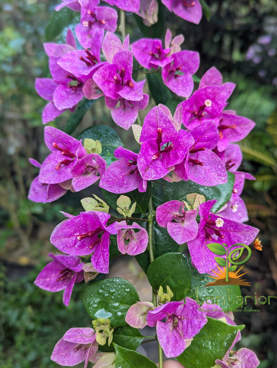 ভায়োলেট সেপ্টেম্বর / ভিয়েতনাম স্প্লাশ বাগানবিলাস | Violet September / Vietnam Splash Bougainvillea | Baganbilash