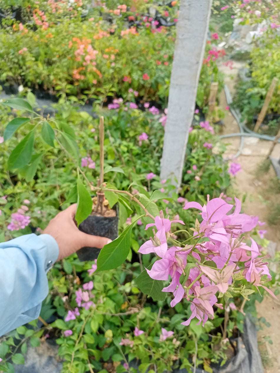 জিন্নাহ ভারত পিংক বাগানবিলাস | Jinnah Bharat Pink Bougainvillea | Jinnah Bharat Pink Baganbilash | High Blowing Bougainvillea