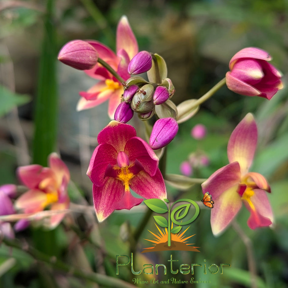 ইয়েলো পিঙ্ক ক্যান্ডি গ্রাউন্ড অর্কিড | Spathoglottis Yellow Pink Candy Ground Orchid – Vibrant Live Garden Plant