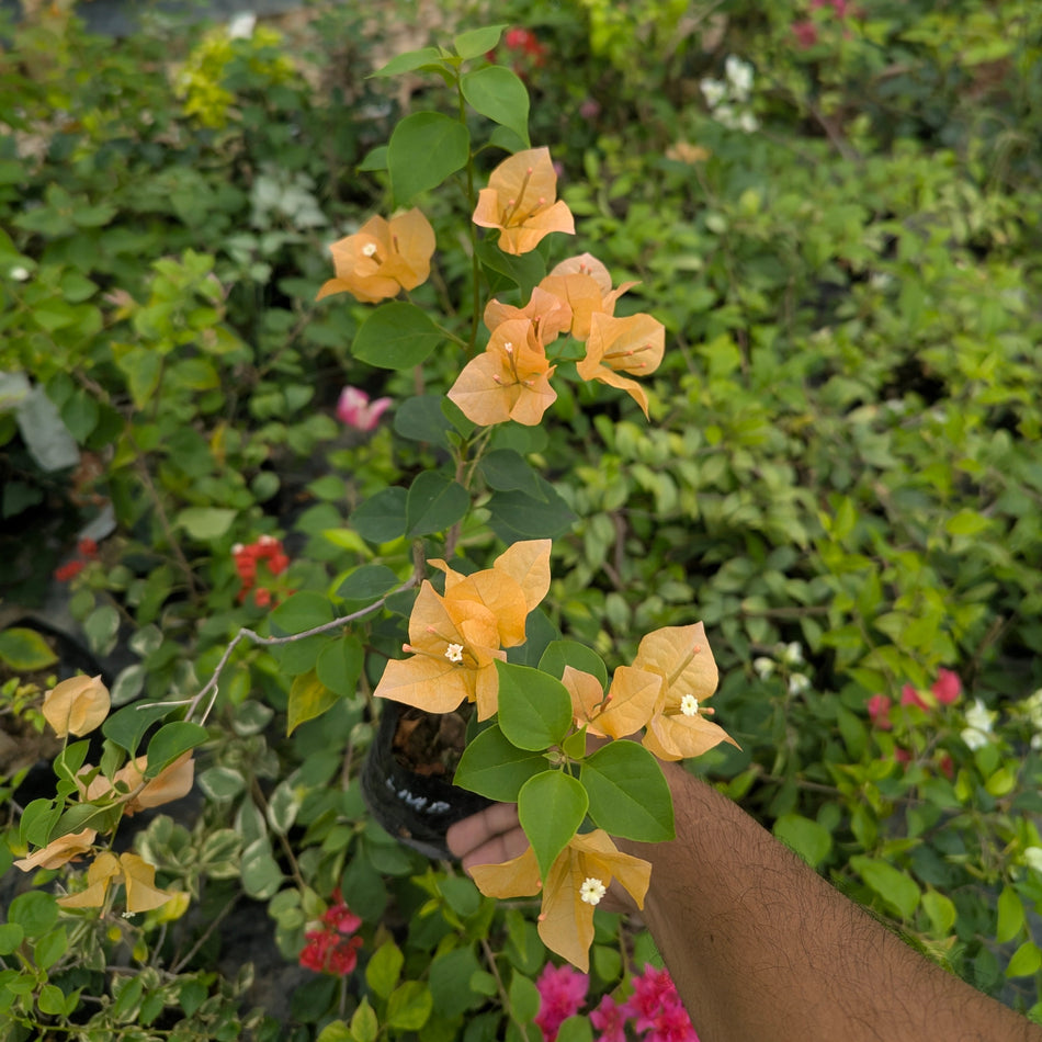 লেডি মেরি বিয়ারিং বাগানবিলাস | Lady Mary Baring Bougainvillea (Grafted) | হলুদ বাগানবিলাস | Yellow Bougainvillea