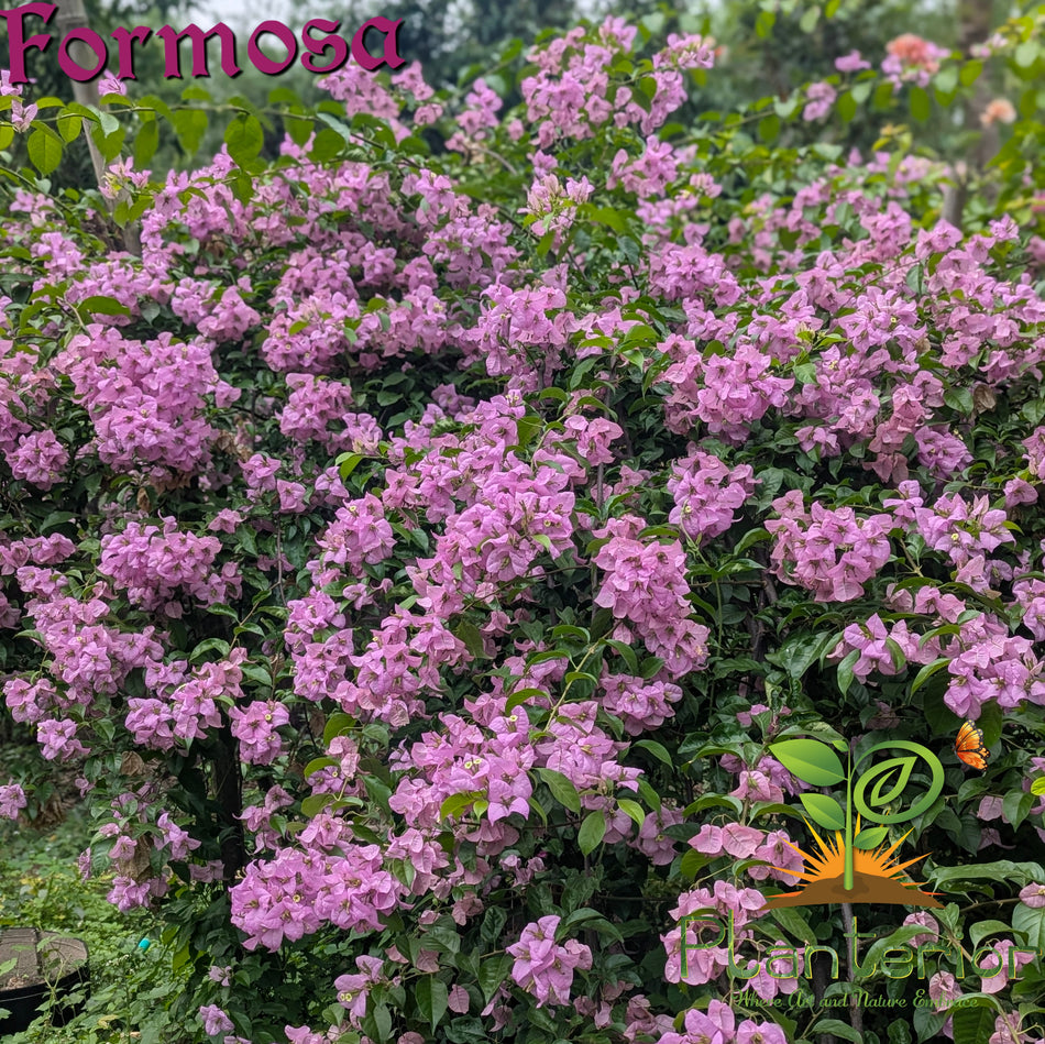 ফরমোসা বাগানবিলাস | Formosa Bougainvillea | Formosa Baganbilash | High blooming Bougainvillea | গোলাপি বাগানবিলাস
