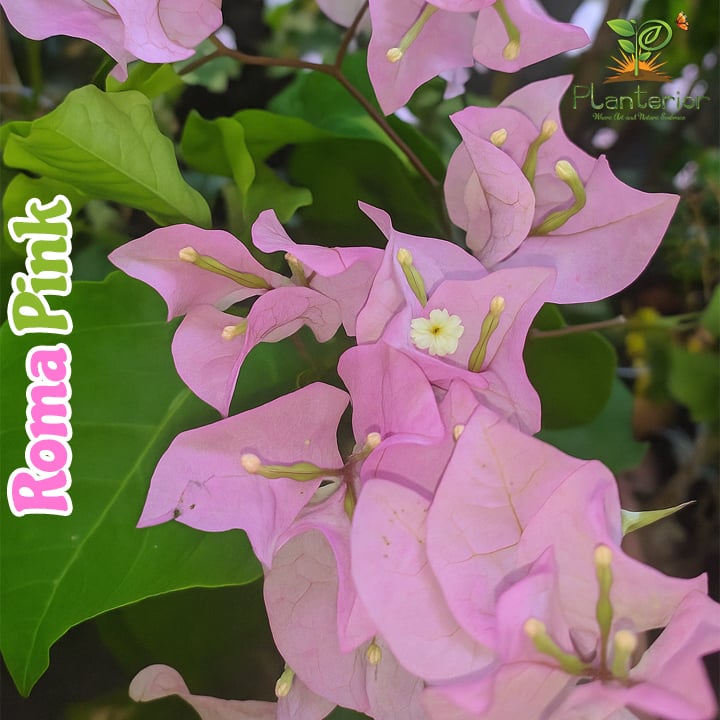 Roma Pink Bougainvillea