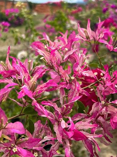 সেক্সি আইস বাগানবিলাস | Sexy Ice Bougainvillea | Rare Baganbilash