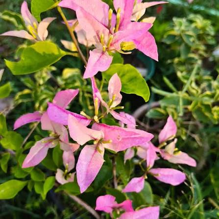 সেক্সি আইস বাগানবিলাস | Sexy Ice Bougainvillea | Rare Baganbilash