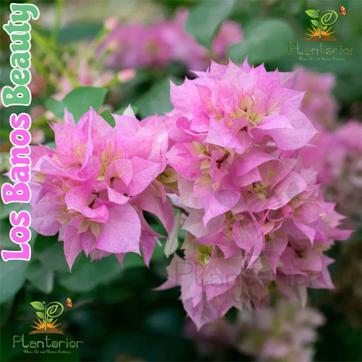 Los Banos Beauty Bougainvillea