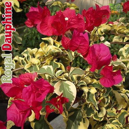 Royal Dauphine Baganbilash