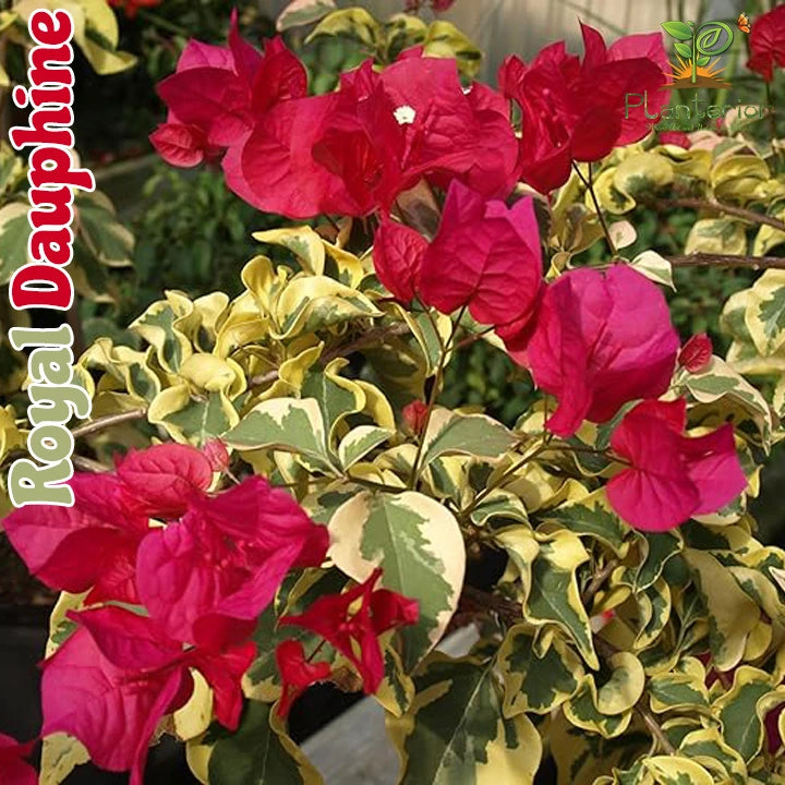 Royal Dauphine Baganbilash