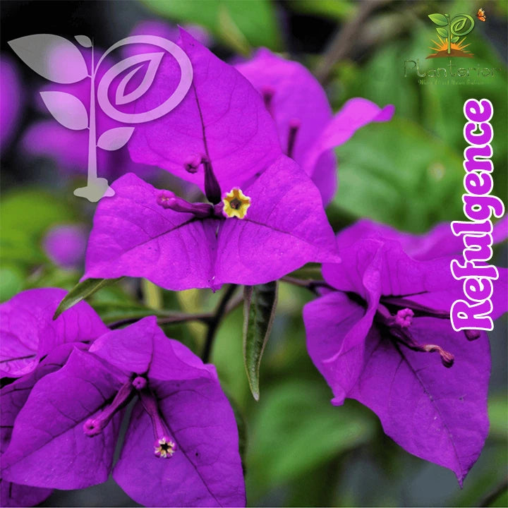 Refulgence Bougainvillea