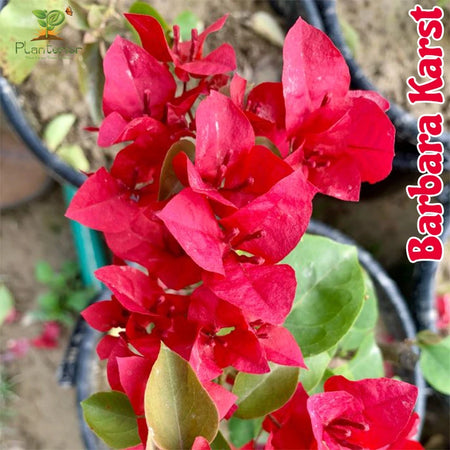 Barbara Karst Bougainvillea