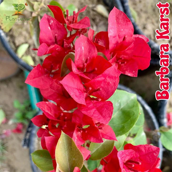 Barbara Karst Bougainvillea