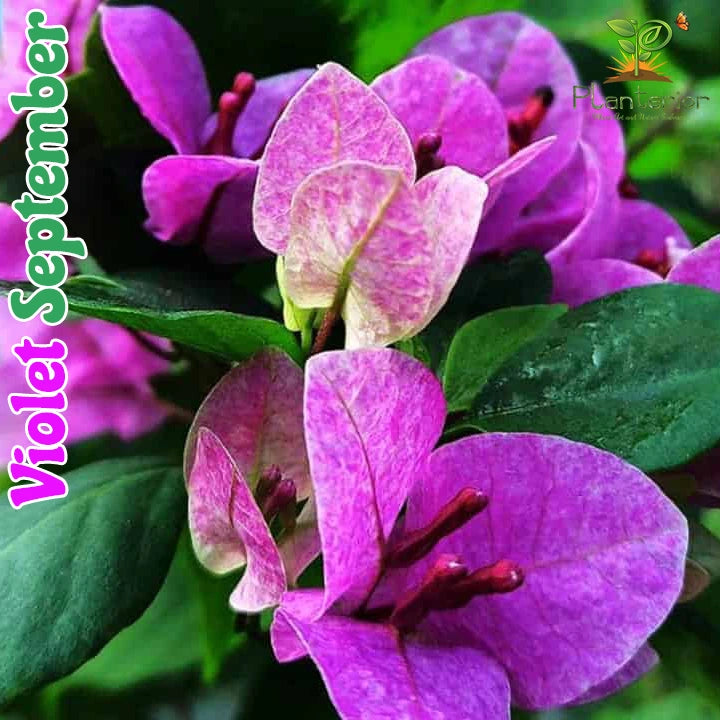 Violet September Baganbilash