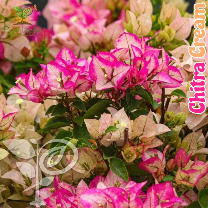 Chitra Cream Baganbilash