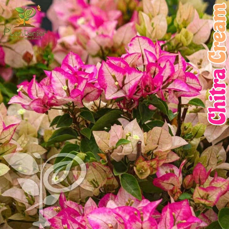 Chitra Cream Baganbilash