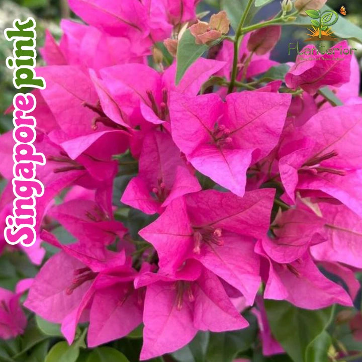 Singapore Pink Bougainvillea