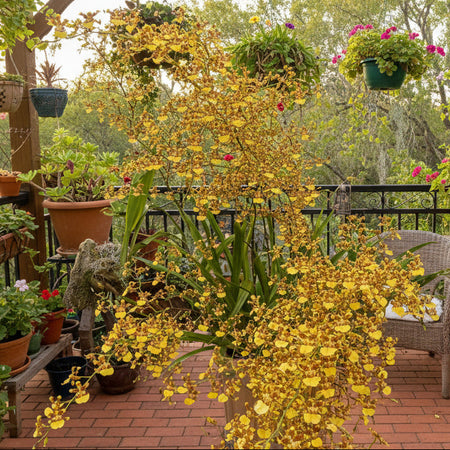 Oncidium Sphacelatum
