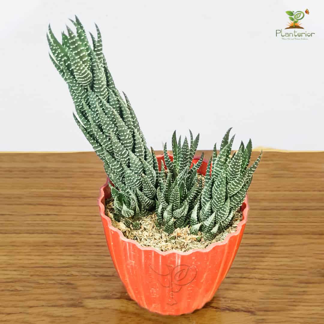 জেব্রা হওরথিয়া | Zebra Haworthia Plant | Zebra Plant | Indoor Plant
