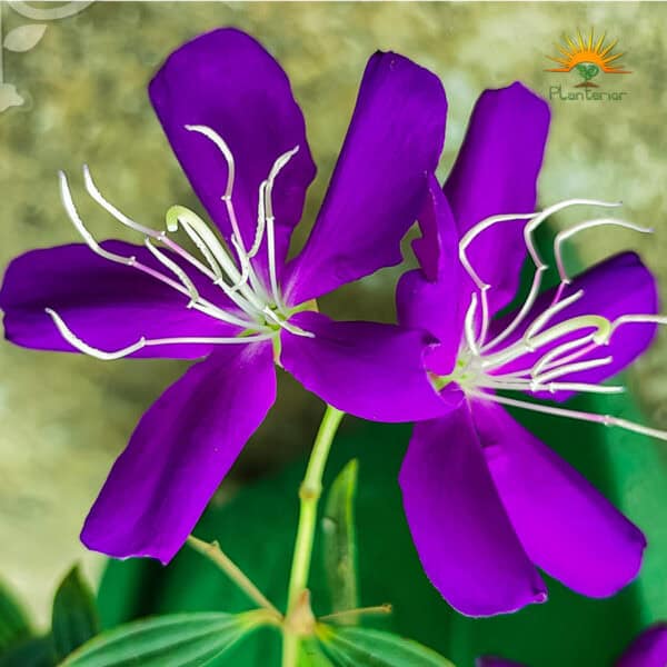 বেগম বাহার | Begum Bahar | টিপু চায়না | Tipu China - Image 4