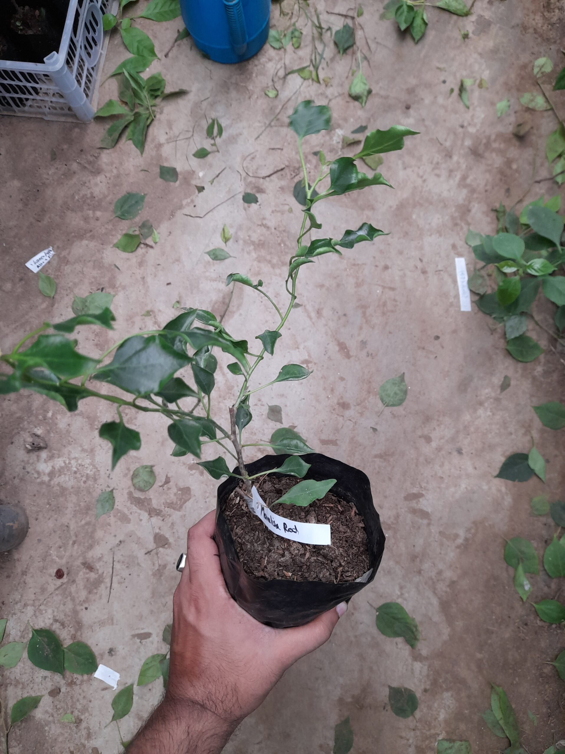 Monalisa Red Bougainvillea