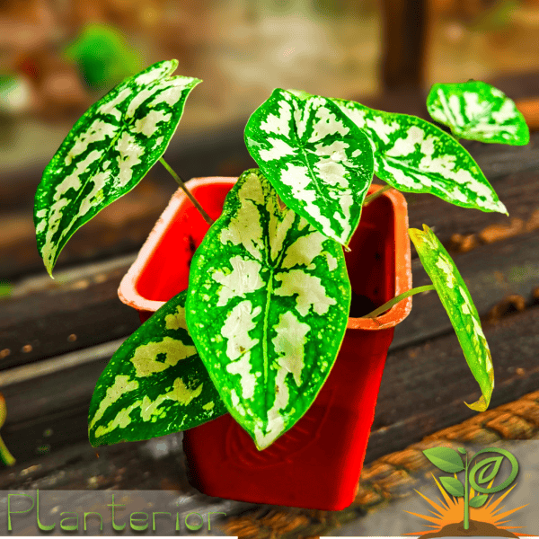 ক্যালাডিয়াম হামবোল্ডটিই প্লান্ট | Caladium Humboldtii Plant | Indoor Plant - Image 3