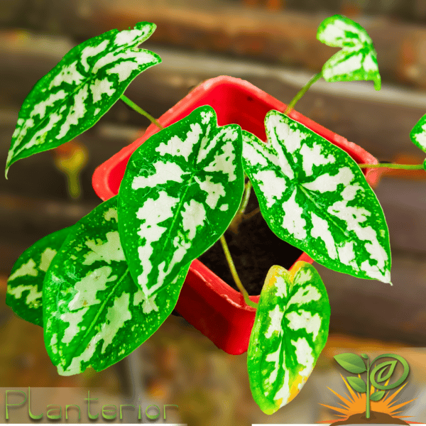 ক্যালাডিয়াম হামবোল্ডটিই প্লান্ট | Caladium Humboldtii Plant | Indoor Plant - Image 4