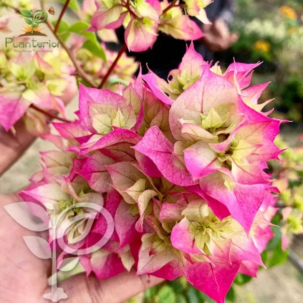 Cherry Blossom Bougainvillea