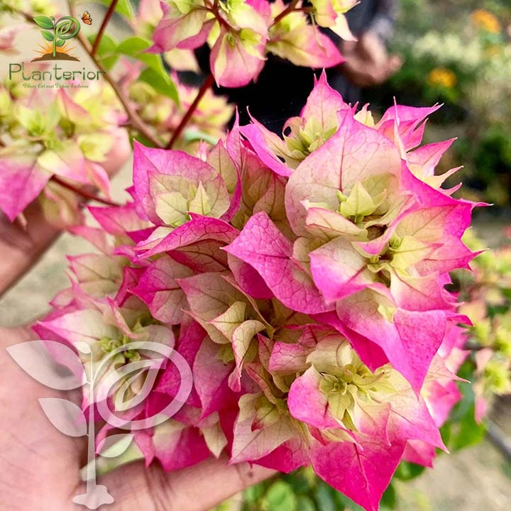 Cherry Blossom Bougainvillea
