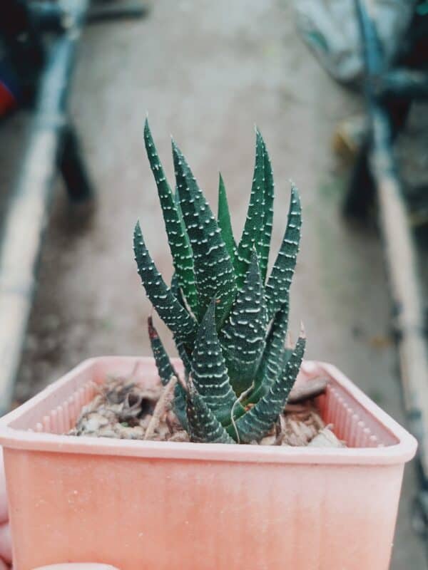 Zebra Haworthia