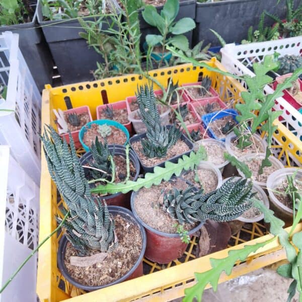 জেব্রা হওরথিয়া | Zebra Haworthia Plant | Zebra Plant | Indoor Plant - Image 3