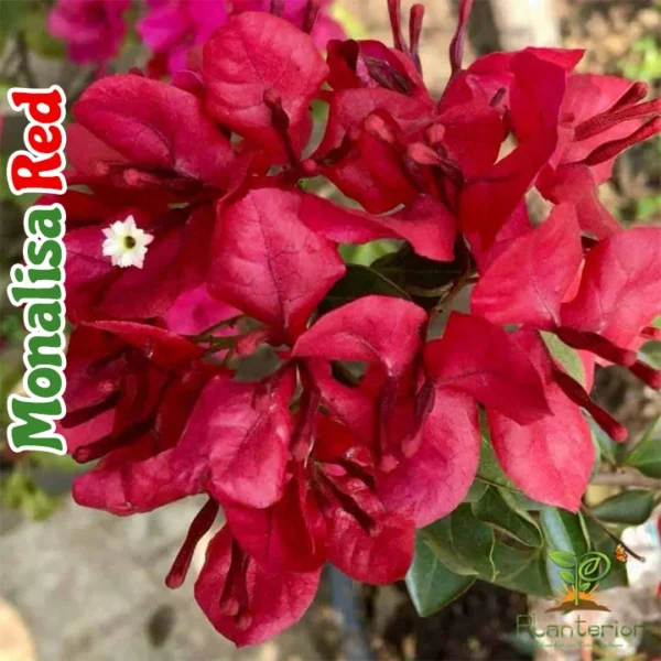 Monalisa Red Bougainvillea