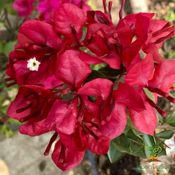 Monalisa Red Bougainvillea
