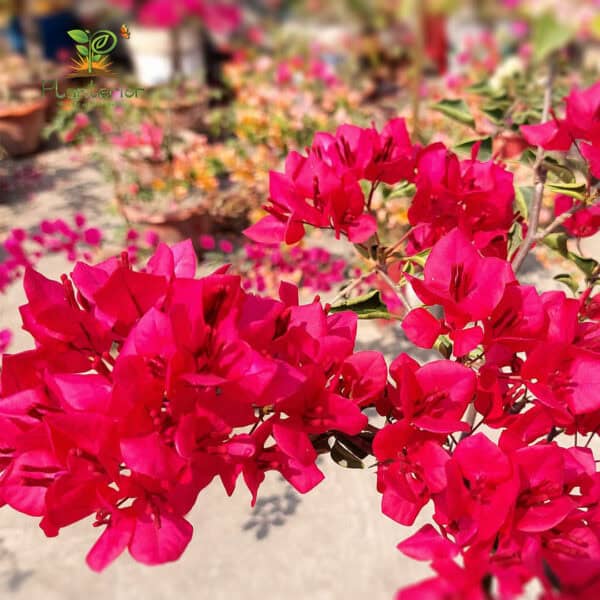মোনালিসা রেড বাগানবিলাশ | Monalisa Red Bougainvillea | Monalisa Red Baganbilash - Image 2