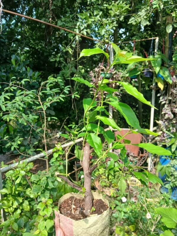 পার্থ বাগানবিলাস | Partha Bougainvillea | High Blooming Bougainvillea | গোলাপি বাগানবিলাস - Image 2