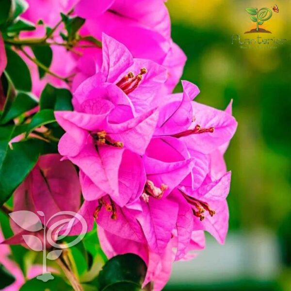 পার্থ বাগানবিলাস | Partha Bougainvillea | High Blooming Bougainvillea | গোলাপি বাগানবিলাস