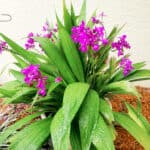 Ground Orchid Purple