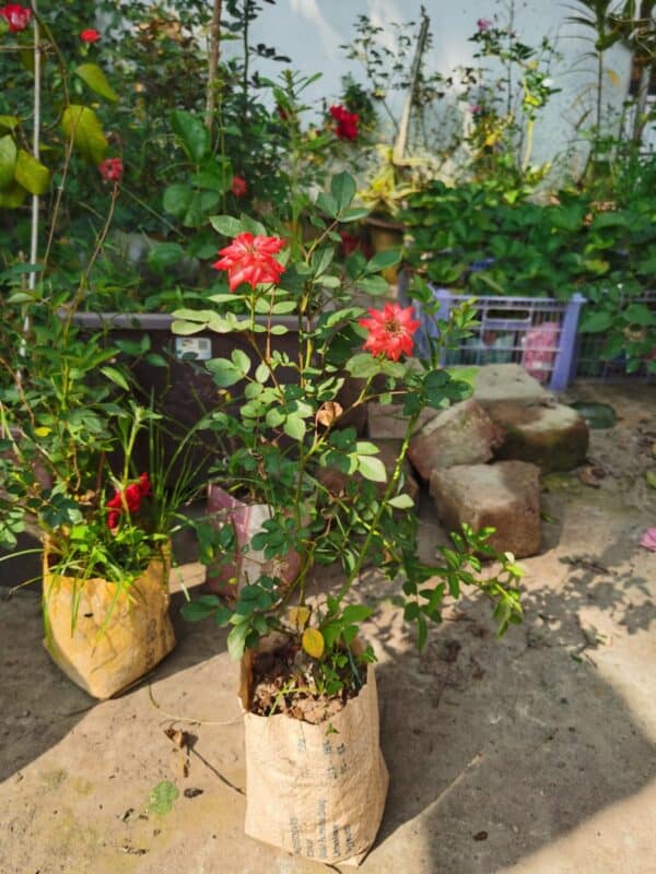 হাজারি অরেঞ্জ গোলাপ | Orange Rose Hazari | Hajari Golap - Image 2