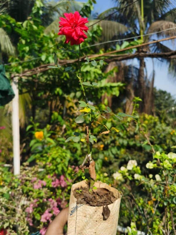 হাজারি অরেঞ্জ গোলাপ | Orange Rose Hazari | Hajari Golap - Image 3