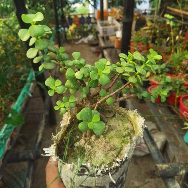 জেড প্ল্যান্ট | Jade plant | Crassula Ovata - Image 3