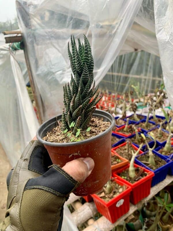 জেব্রা হওরথিয়া | Zebra Haworthia Plant | Zebra Plant | Indoor Plant - Image 2