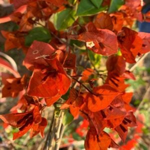 Brown Chocolate Bougainvillea