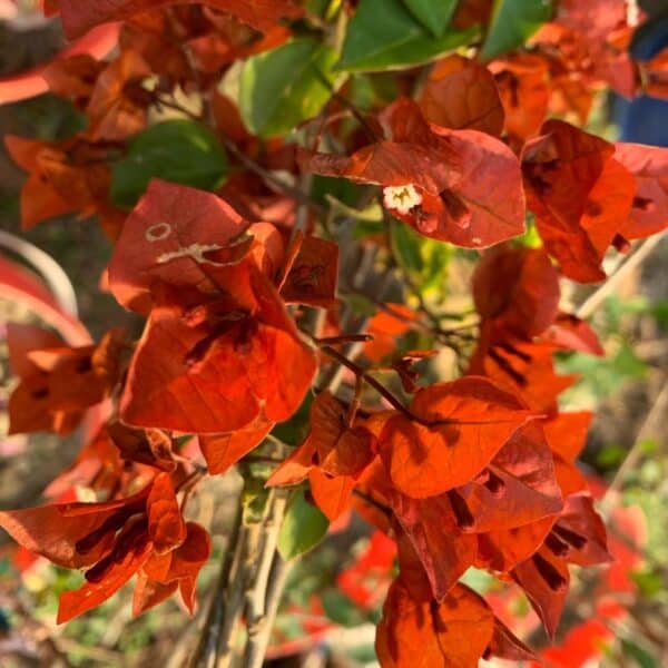 Brown Chocolate Bougainvillea