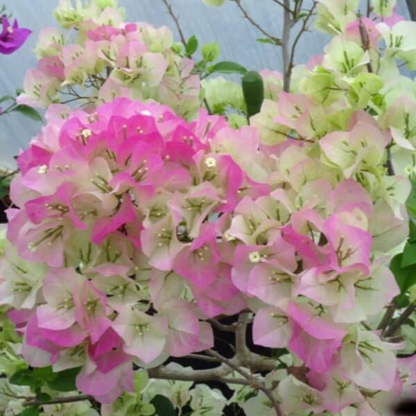 Thai Delight Bougainvillea | থাই ডিলাইট বাগানবিলাশ - Image 3