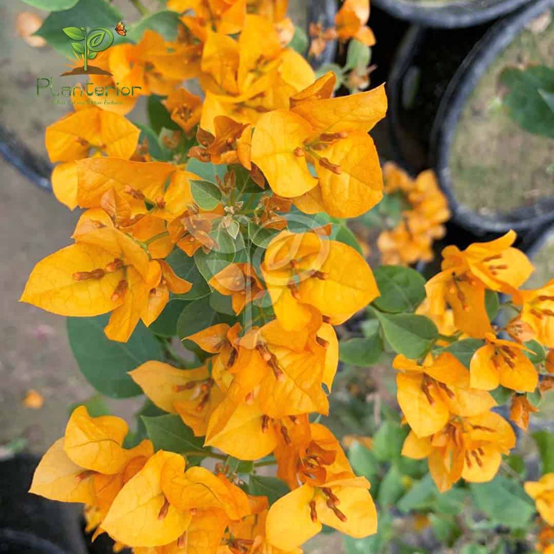 ক্যালিফর্নিয়া গোল্ড বাগানবিলাস | California Gold Bougainvillea