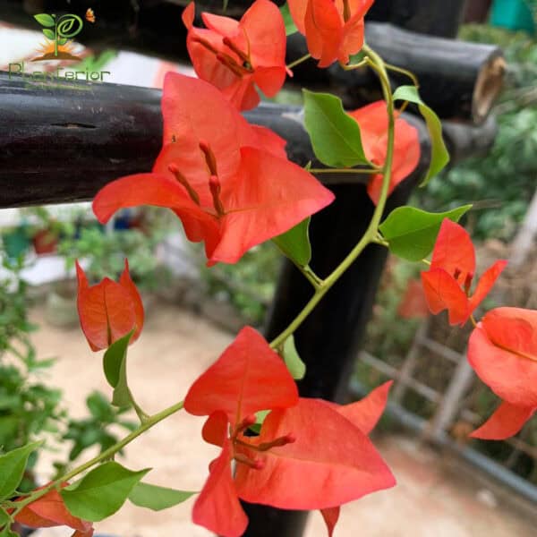 চিলি রেড বাগানবিলাশ | Chili Red Baganbilash | High Blowing Bougainvillea - Image 4