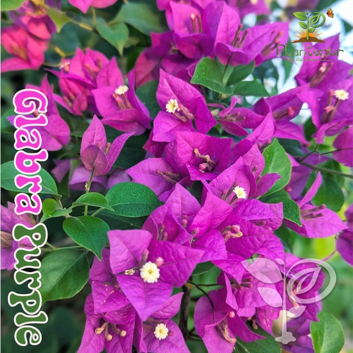 গ্লাবরা পারপেল বাগানবিলাস | Glabra Purple Bougainvillea | Glabra Purple Baganbilash - Image 5