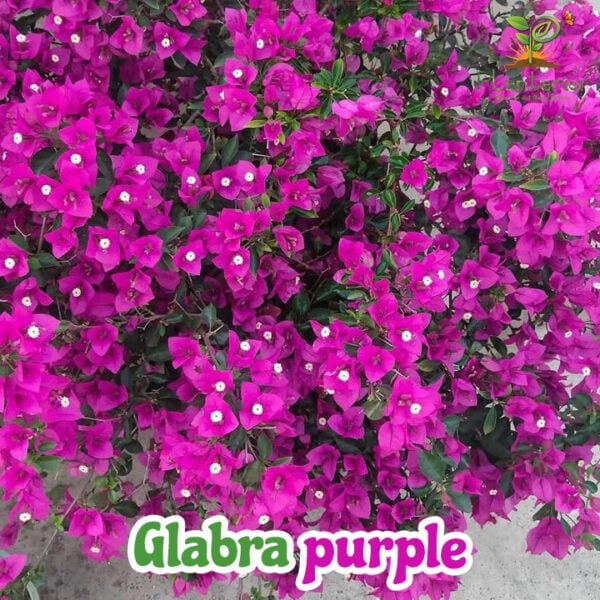 Glabra Purple
